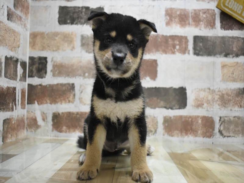 愛知県の柴犬(標準サイズ) (ワンラブ名古屋守山インター総本店/2025年6月24日生まれ/男の子/黒)の子犬の2枚目の画像