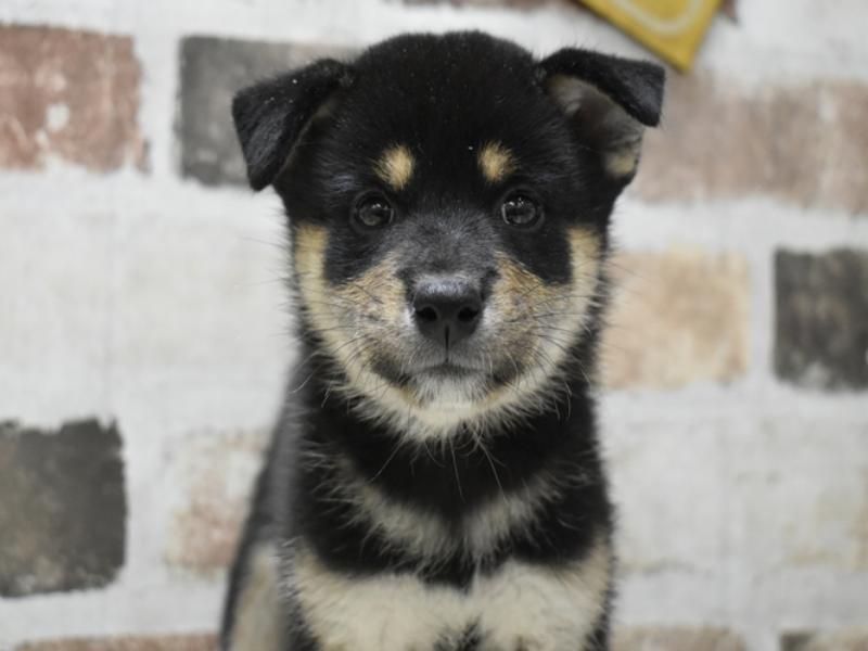 愛知県の柴犬(標準サイズ) (ワンラブ名古屋守山インター総本店/2025年6月24日生まれ/女の子/黒)の子犬の1枚目の画像