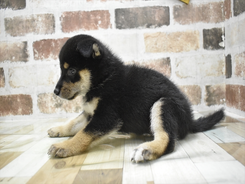 愛知県の柴犬(標準サイズ) (ワンラブ名古屋守山インター総本店/2025年6月24日生まれ/女の子/黒)の子犬の3枚目の画像