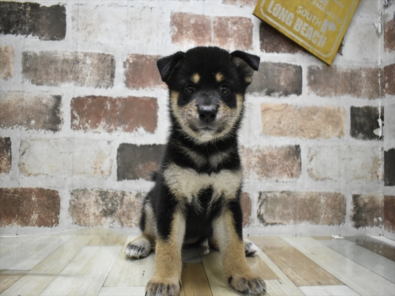 愛知県の柴犬(標準サイズ) (ワンラブ名古屋守山インター総本店/2025年6月24日生まれ/女の子/黒)の子犬の2枚目の画像