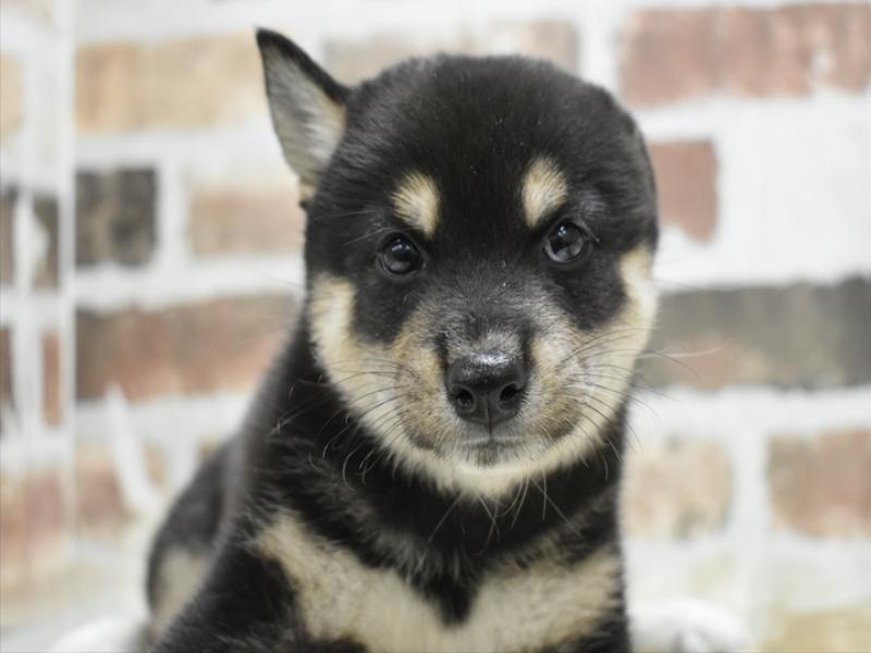 愛知県の柴犬(標準サイズ) (ワンラブ名古屋守山インター総本店/2025年6月25日生まれ/男の子/黒)の子犬の1枚目の画像