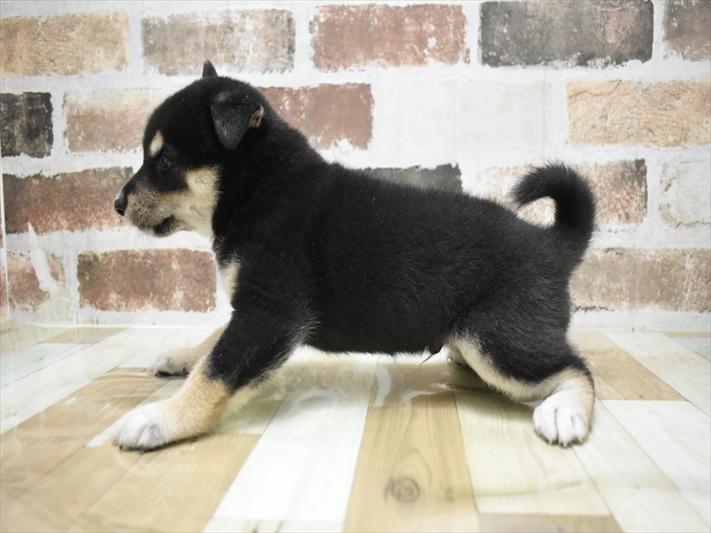 愛知県の柴犬(標準サイズ) (ワンラブ名古屋守山インター総本店/2025年6月25日生まれ/男の子/黒)の子犬の3枚目の画像