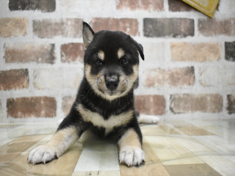 愛知県の柴犬(標準サイズ) (ワンラブ名古屋守山インター総本店/2025年6月25日生まれ/男の子/黒)の子犬の2枚目の画像