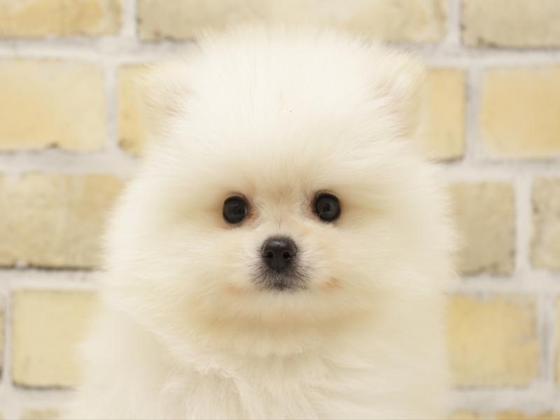 福岡県のポメラニアン (ワンラブ福岡総本店/2025年6月26日生まれ/男の子/クリーム)の子犬の1枚目の画像