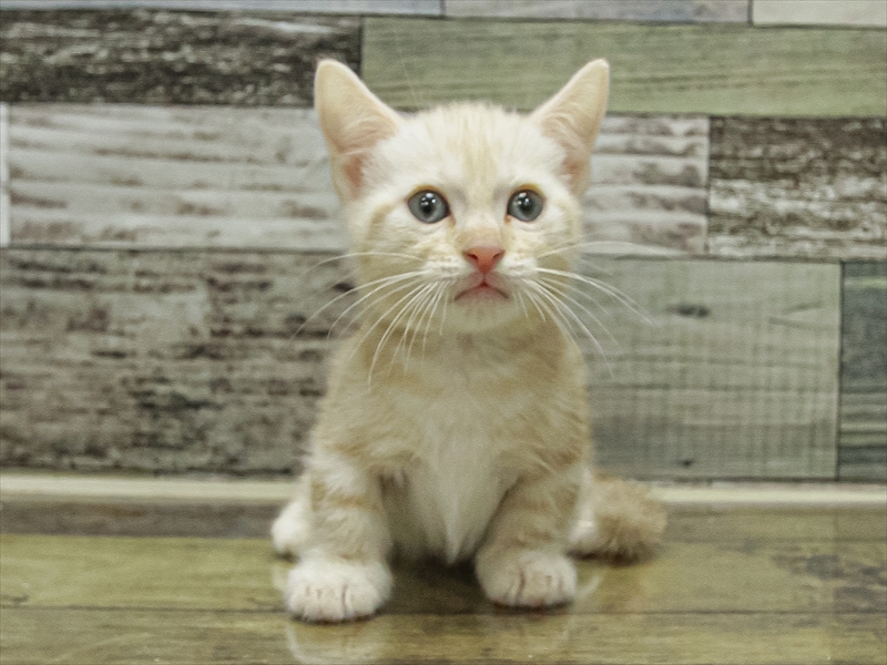 滋賀県のマンチカン (ワンラブピエリ守山店/2025年6月29日生まれ/男の子/レッドタビー)の子猫の3枚目の画像