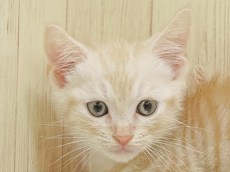 滋賀県のマンチカン (ワンラブカインズ彦根店/2025年6月29日生まれ/男の子/レッドタビー)の子猫の1枚目の画像