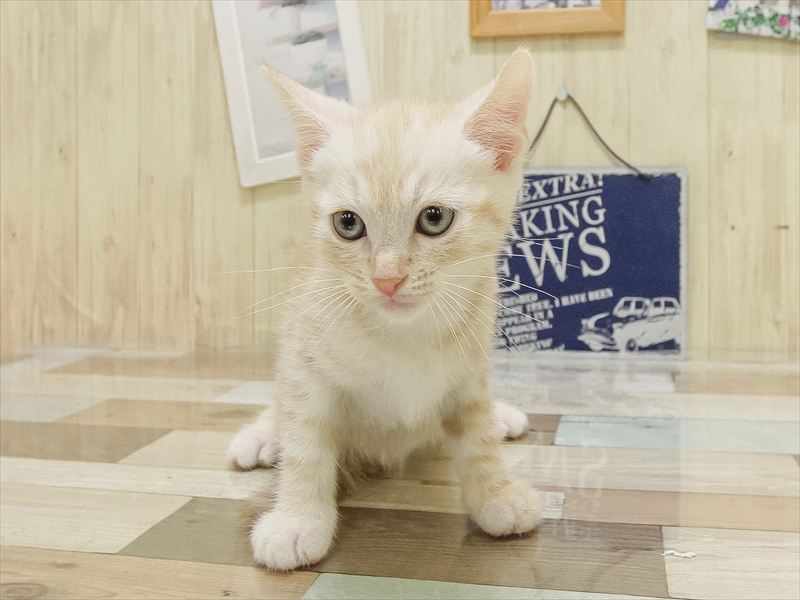滋賀県のマンチカン (ワンラブカインズ彦根店/2025年6月29日生まれ/男の子/レッドタビー)の子猫の3枚目の画像