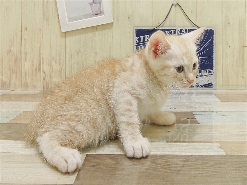 滋賀県のマンチカン (ワンラブカインズ彦根店/2025年6月29日生まれ/男の子/レッドタビー)の子猫の2枚目の画像