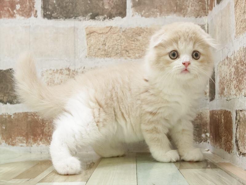 愛知県のスコティッシュフォールド (ワンラブ名古屋守山インター総本店/2025年6月24日生まれ/男の子/クリームタビーホワイト)の子猫の2枚目の画像