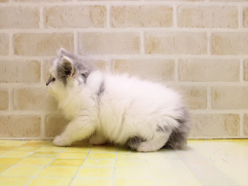 埼玉県のサイベリアン (ワンラブ関東本店/2025年6月28日生まれ/男の子/ブルーホワイトバン)の子猫の3枚目の画像