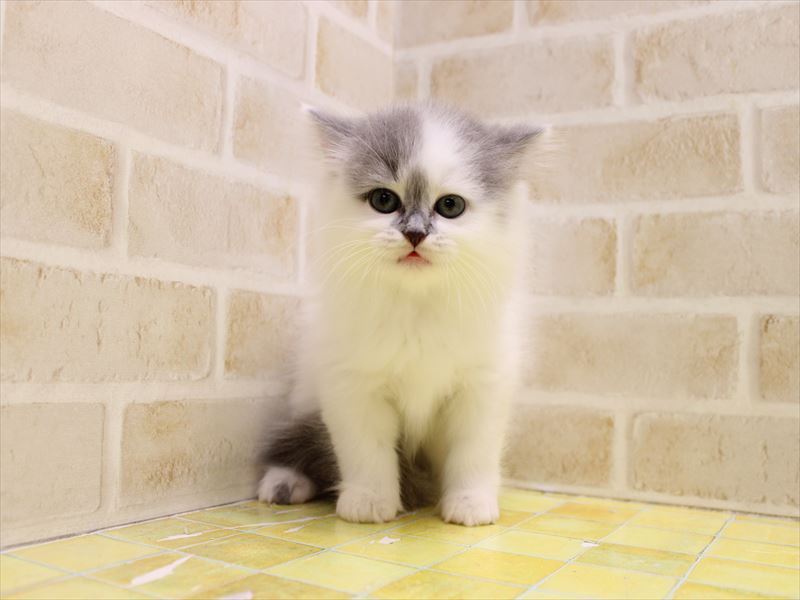 埼玉県のサイベリアン (ワンラブ関東本店/2025年6月28日生まれ/男の子/ブルーホワイトバン)の子猫の2枚目の画像