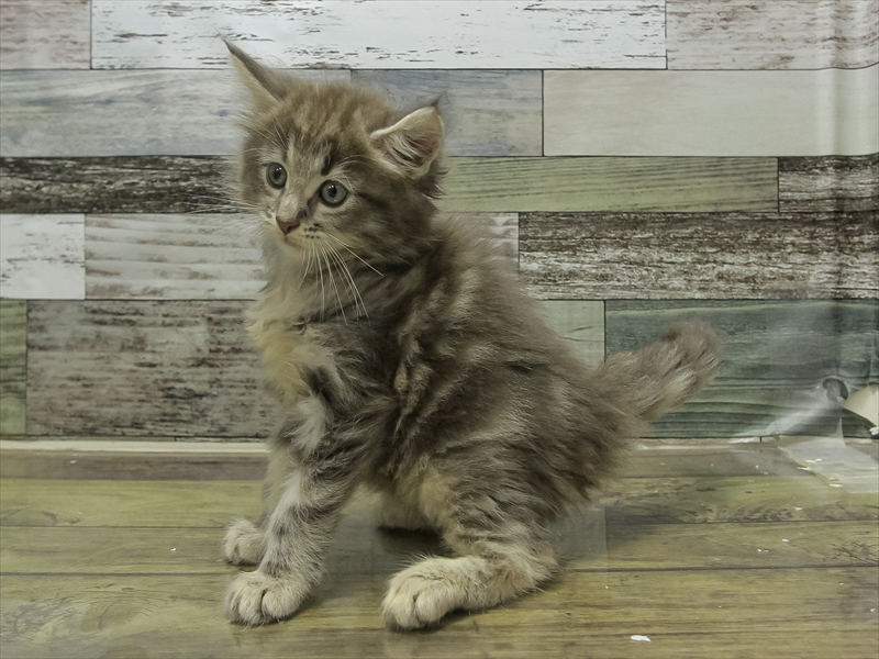 愛知県のメインクーン (ワンラブカインズ小牧店(FC)/2025年6月28日生まれ/男の子/ブルータビー)の子猫の2枚目の画像
