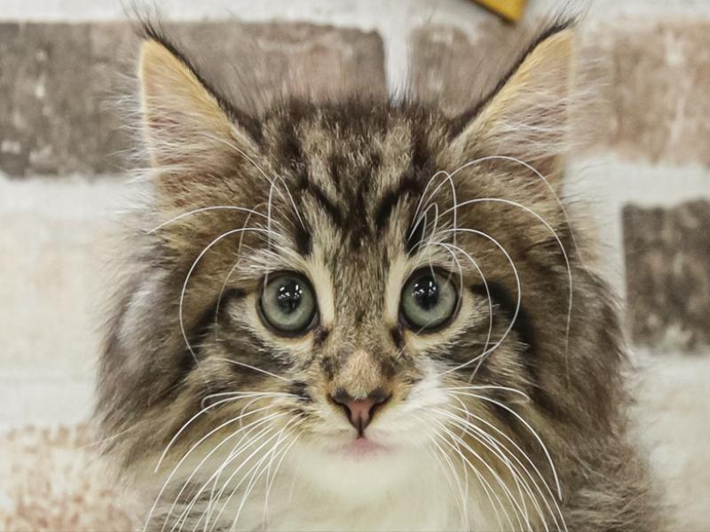 愛知県のノルウェージャンフォレストキャット (ワンラブイオンモール新瑞橋店/2025年6月27日生まれ/男の子/ブラウンタビーホワイト)の子猫