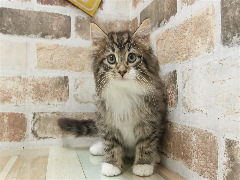 愛知県のノルウェージャンフォレストキャット (ワンラブイオンモール新瑞橋店/2025年6月27日生まれ/男の子/ブラウンタビーホワイト)の子猫の3枚目の画像