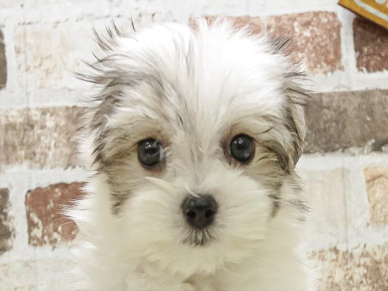 兵庫県のハーフ犬・ミックス犬 (ワンラブドン・キホーテ西宮店/2025年6月26日生まれ/女の子/ホワイトレッド)の子犬の1枚目の画像