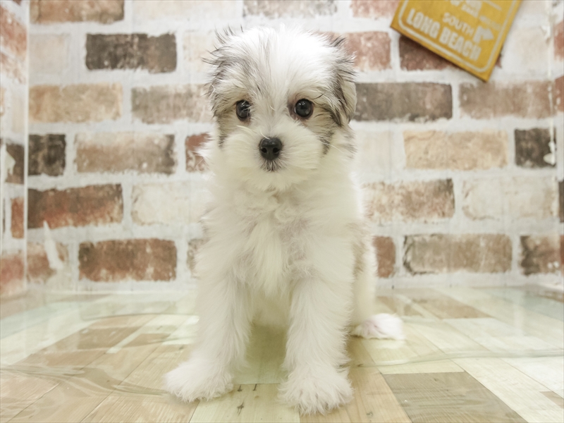 兵庫県のハーフ犬・ミックス犬 (ワンラブドン・キホーテ西宮店/2025年6月26日生まれ/女の子/ホワイトレッド)の子犬の3枚目の画像