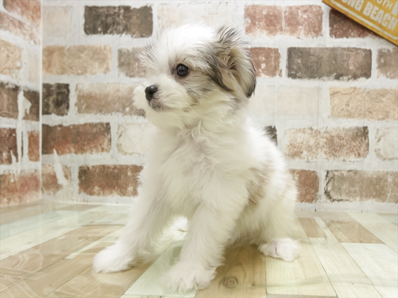 兵庫県のハーフ犬・ミックス犬 (ワンラブドン・キホーテ西宮店/2025年6月26日生まれ/女の子/ホワイトレッド)の子犬の2枚目の画像