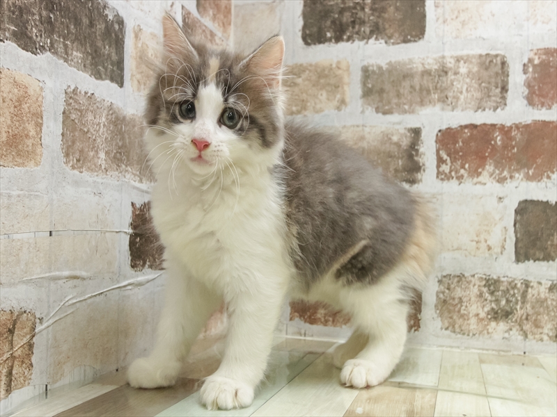 愛知県のノルウェージャンフォレストキャット (ワンラブ名古屋守山インター総本店/2025年6月25日生まれ/女の子/ダイリュートキャリコ)の子猫の2枚目の画像
