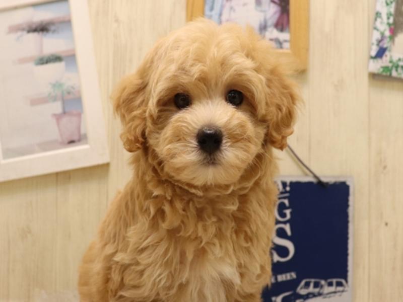 愛知県のマルプー(マルチーズ×プードル) (ワンラブ名古屋守山インター総本店/2025年6月30日生まれ/男の子/アプリコット)の子犬