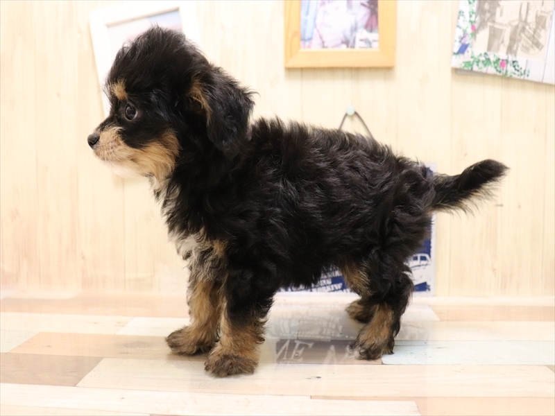 愛知県のチワプー/プーチー(チワワ×プードル) (ワンラブ名古屋守山インター総本店/2025年6月30日生まれ/女の子/ブラックタン)の子犬の3枚目の画像