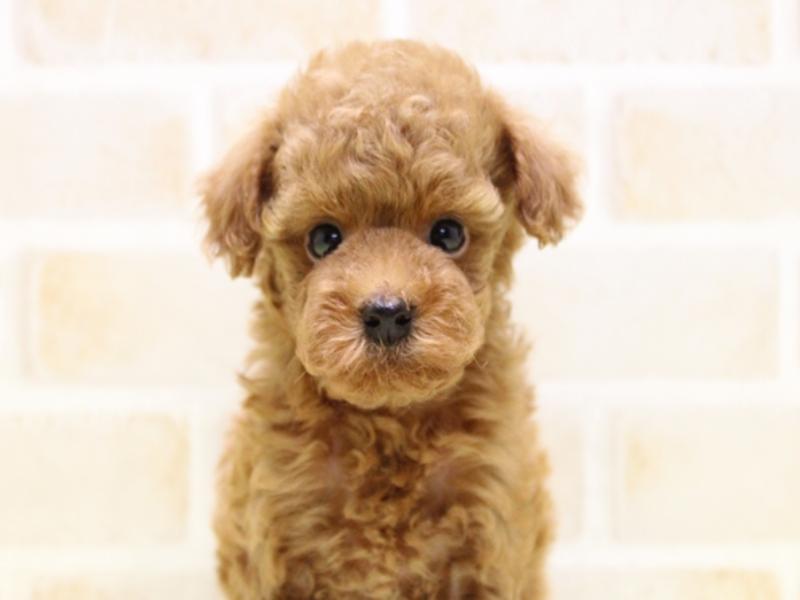 神奈川県のタイニープードル (ワンラブカインズ三浦店/2025年6月30日生まれ/男の子/レッド)の子犬の1枚目の画像