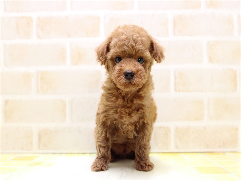 神奈川県のタイニープードル (ワンラブカインズ三浦店/2025年6月30日生まれ/男の子/レッド)の子犬の2枚目の画像
