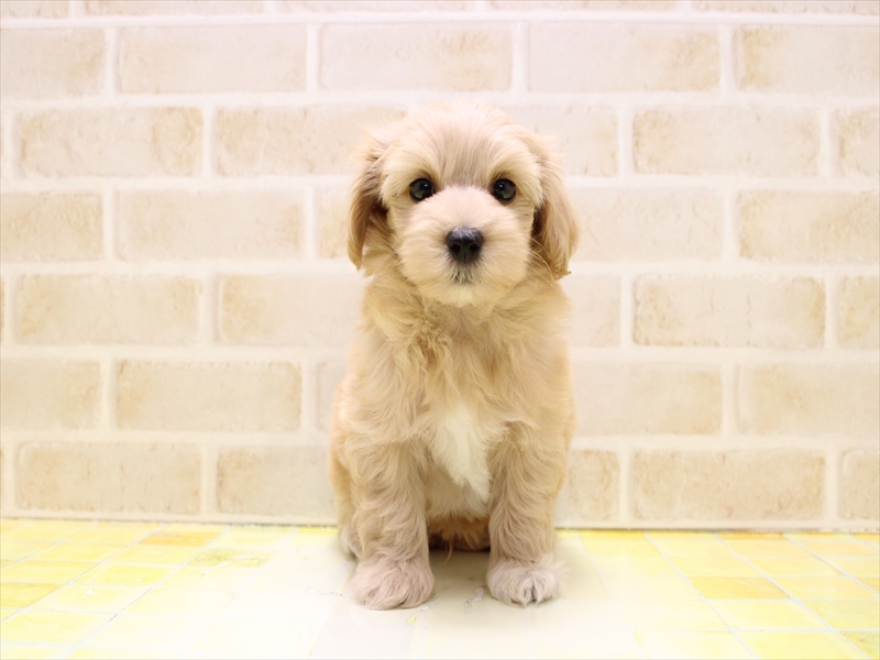 埼玉県のマルプー(マルチーズ×プードル) (ワンラブ西武所沢ワルツ店/2025年6月23日生まれ/男の子/アプリコット)の子犬の2枚目の画像