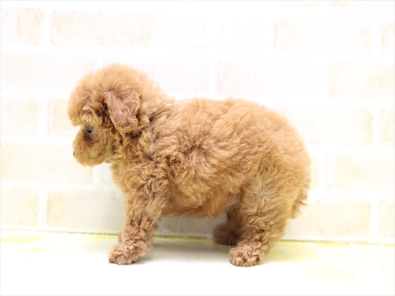 神奈川県のトイプードル(トイ) (ワンラブららぽーと海老名店/2025年6月30日生まれ/男の子/レッド)の子犬の3枚目の画像