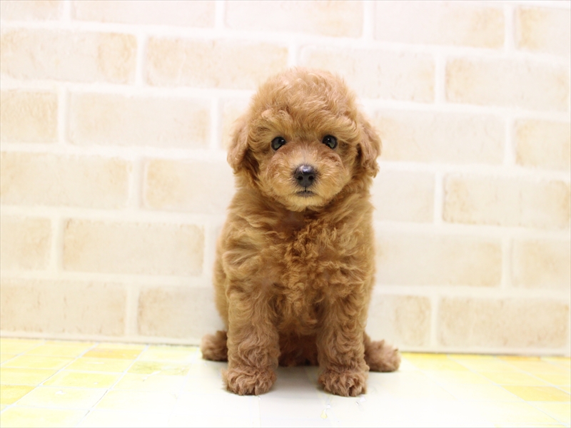 神奈川県のトイプードル(トイ) (ワンラブららぽーと海老名店/2025年6月30日生まれ/男の子/レッド)の子犬の2枚目の画像