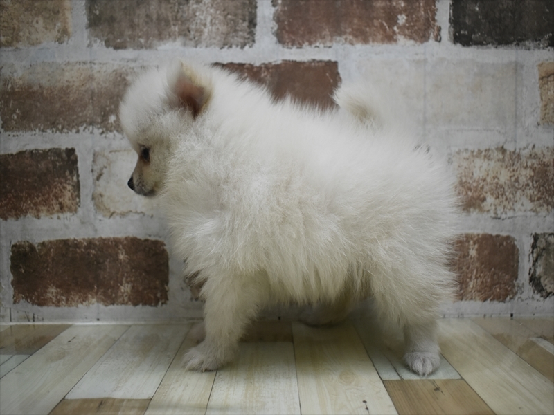 愛知県のポメラニアン (ワンラブ矢場動物堂/2025年6月29日生まれ/女の子/クリーム)の子犬の3枚目の画像