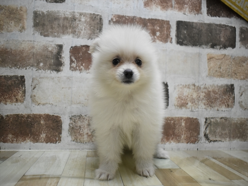 愛知県のポメラニアン (ワンラブ矢場動物堂/2025年6月29日生まれ/女の子/クリーム)の子犬の2枚目の画像