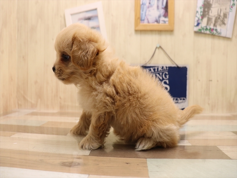 岐阜県のペキプー(ペキニーズ×プードル) (ワンラブモレラ岐阜店/2025年6月29日生まれ/男の子/クリーム)の子犬の3枚目の画像