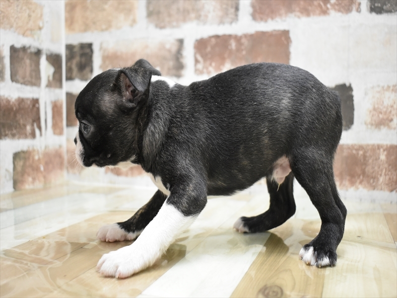 滋賀県のボストンテリア (ワンラブピエリ守山店/2025年7月1日生まれ/男の子/ボストンカラー)の子犬の3枚目の画像