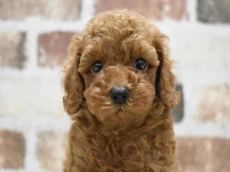 京都府のトイプードル(トイ) (ワンラブMOMOテラス店/2025年6月27日生まれ/男の子/レッド)の子犬