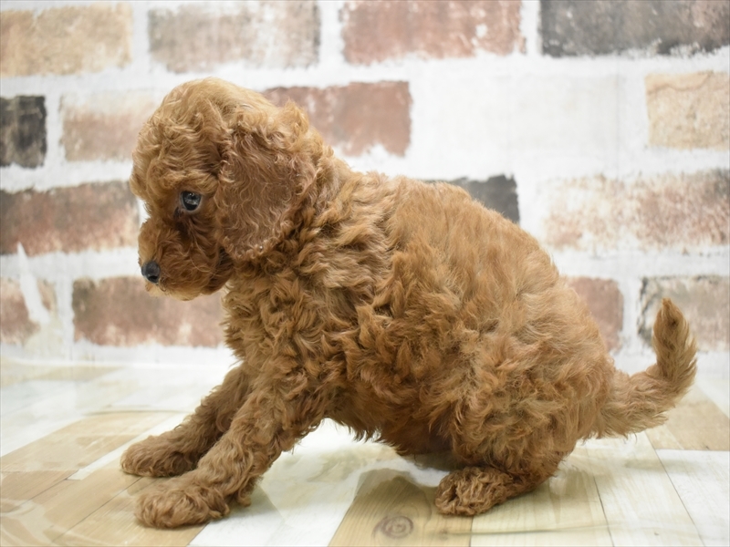 京都府のトイプードル(トイ) (ワンラブMOMOテラス店/2025年6月27日生まれ/男の子/レッド)の子犬の3枚目の画像