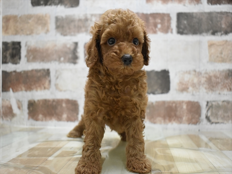 京都府のトイプードル(トイ) (ワンラブMOMOテラス店/2025年6月27日生まれ/男の子/レッド)の子犬の2枚目の画像
