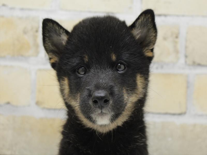 広島県の柴犬(標準サイズ) (ワンラブカインズ広島LECT店/2025年6月29日生まれ/女の子/黒)の子犬
