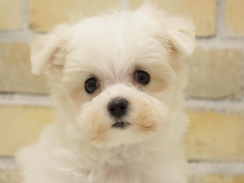 広島県のマルチーズ (ワンラブカインズ広島LECT店/2025年7月1日生まれ/女の子/ホワイト)の子犬