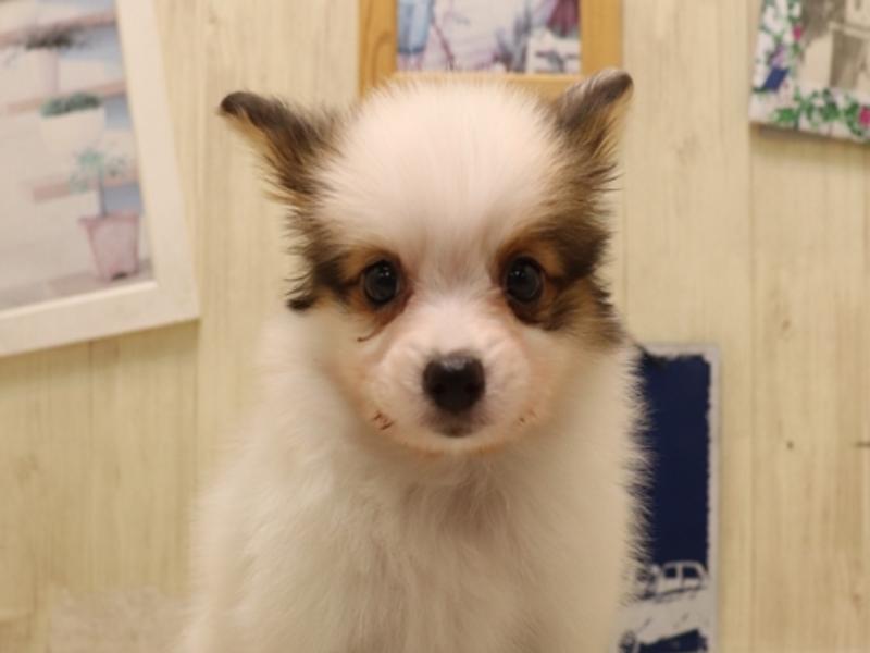 愛知県のパピヨン (ワンラブ名古屋守山インター総本店/2025年7月1日生まれ/男の子/レッドセーブルホワイト)の子犬の1枚目の画像