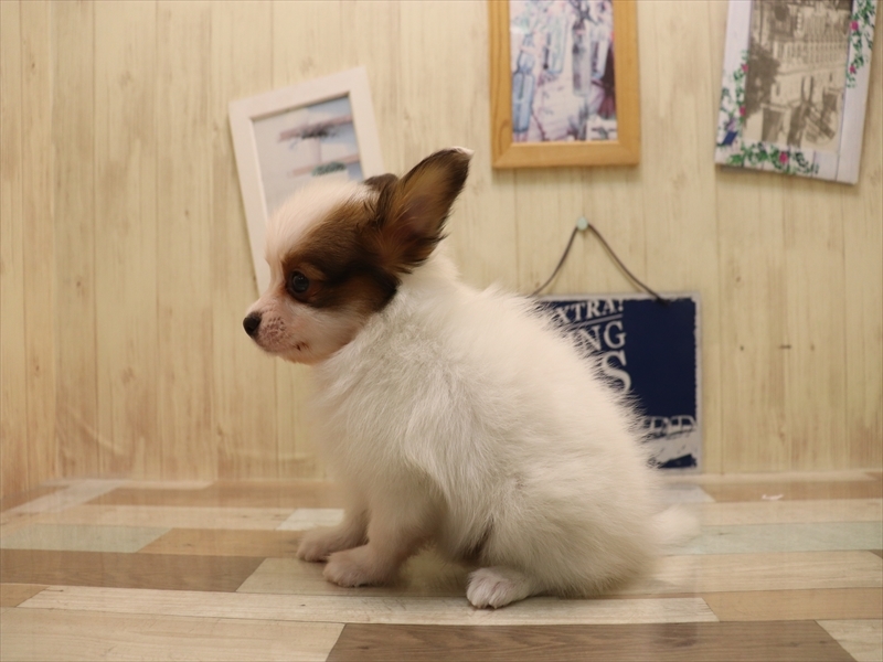 愛知県のパピヨン (ワンラブ名古屋守山インター総本店/2025年7月1日生まれ/男の子/レッドセーブルホワイト)の子犬の3枚目の画像