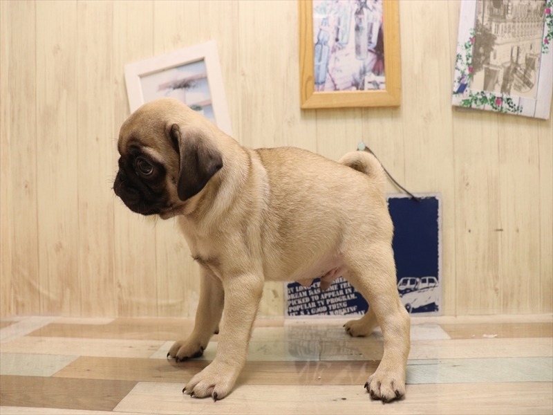愛知県のパグ (ワンラブ名古屋守山インター総本店/2025年7月1日生まれ/男の子/フォーン)の子犬の3枚目の画像