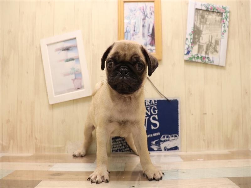 愛知県のパグ (ワンラブ名古屋守山インター総本店/2025年7月1日生まれ/男の子/フォーン)の子犬の2枚目の画像