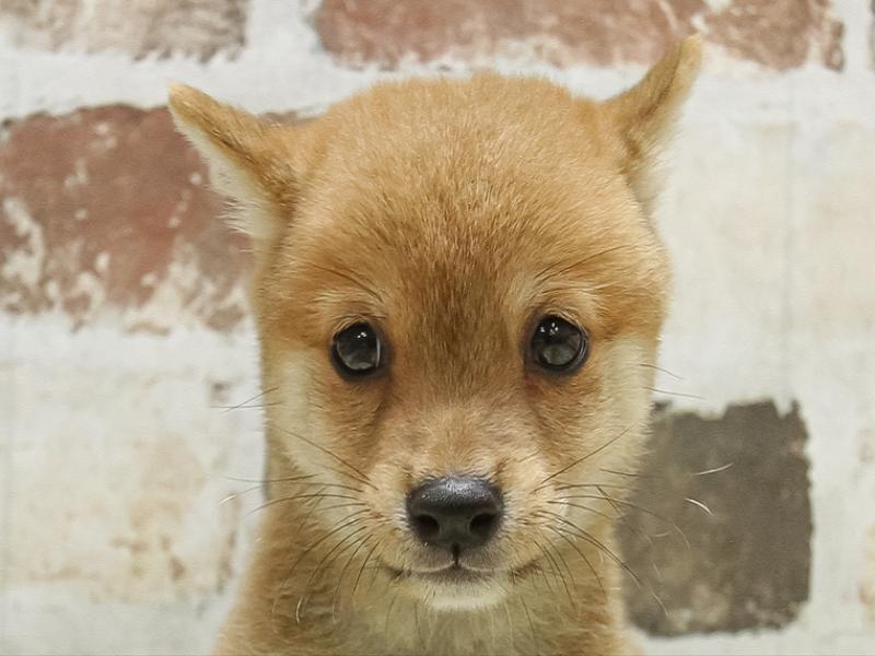 愛知県の豆柴 (ワンラブららぽーと愛知東郷店/2025年7月5日生まれ/男の子/赤)の子犬の1枚目の画像