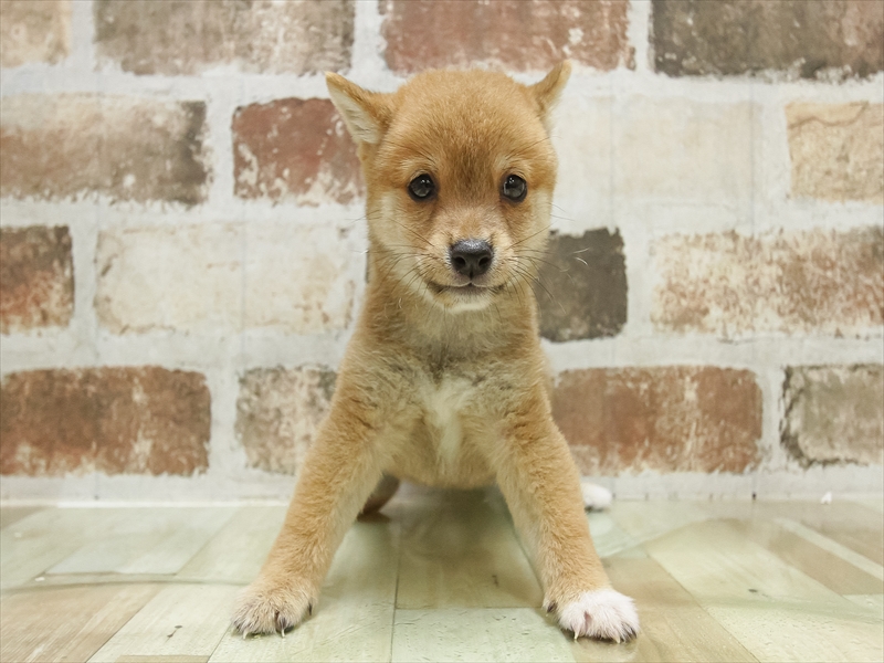 愛知県の豆柴 (ワンラブららぽーと愛知東郷店/2025年7月5日生まれ/男の子/赤)の子犬の3枚目の画像