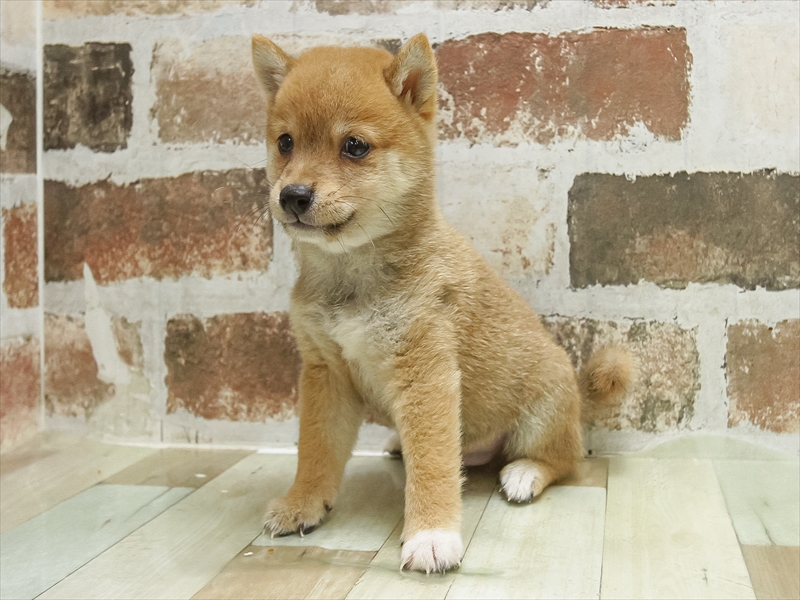 愛知県の豆柴 (ワンラブららぽーと愛知東郷店/2025年7月5日生まれ/男の子/赤)の子犬の2枚目の画像