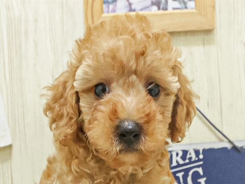 香川県のトイプードル(トイ) (ワンラブイオンタウン宇多津店/2025年7月5日生まれ/男の子/レッド)の子犬の1枚目の画像
