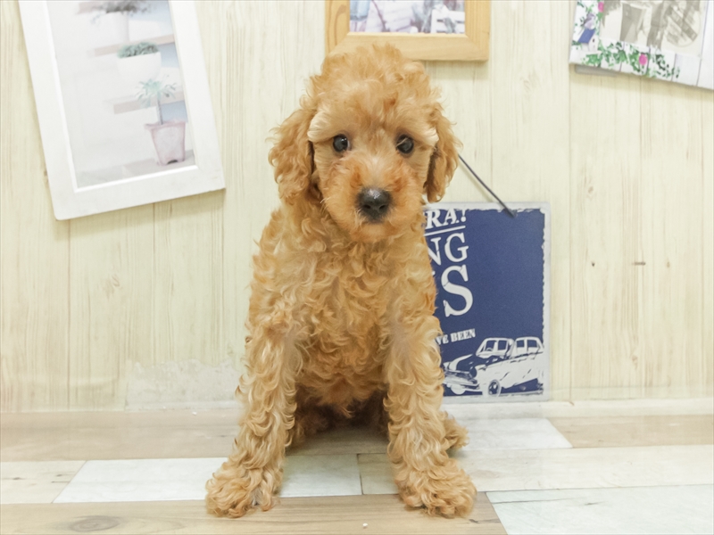 香川県のトイプードル(トイ) (ワンラブイオンタウン宇多津店/2025年7月5日生まれ/男の子/レッド)の子犬の3枚目の画像