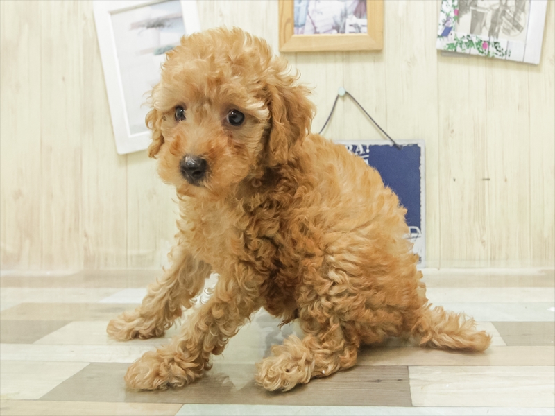 香川県のトイプードル(トイ) (ワンラブイオンタウン宇多津店/2025年7月5日生まれ/男の子/レッド)の子犬の2枚目の画像
