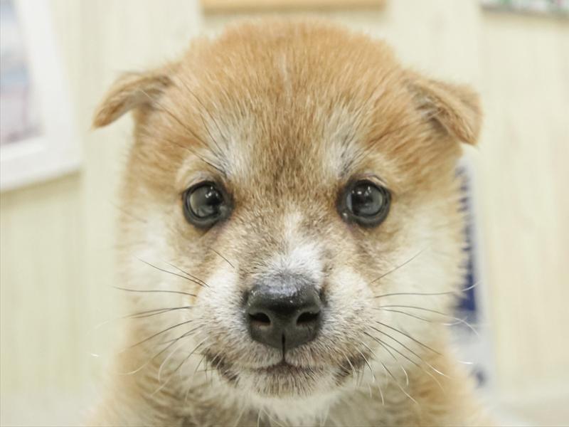 愛知県の柴犬(標準サイズ) (ワンラブイオン春日井店/2025年7月5日生まれ/女の子/赤)の子犬の1枚目の画像