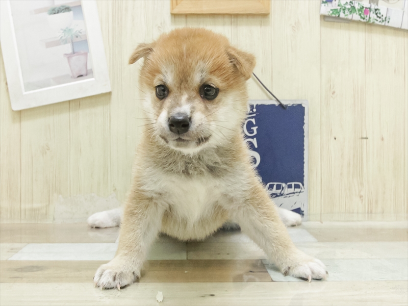 愛知県の柴犬(標準サイズ) (ワンラブイオン春日井店/2025年7月5日生まれ/女の子/赤)の子犬の3枚目の画像